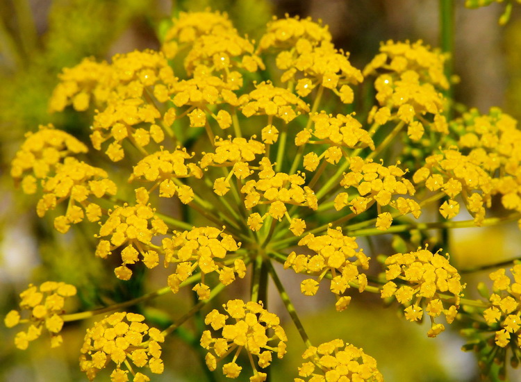 Anethum graveolens ? - Aneto